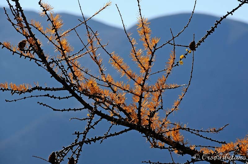 20111127-131700.jpg - Larici in Appennino !!!  -  Larch in the Apennines !!!